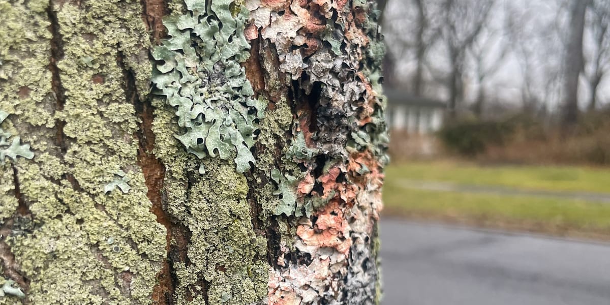 Elements of Revision: Time